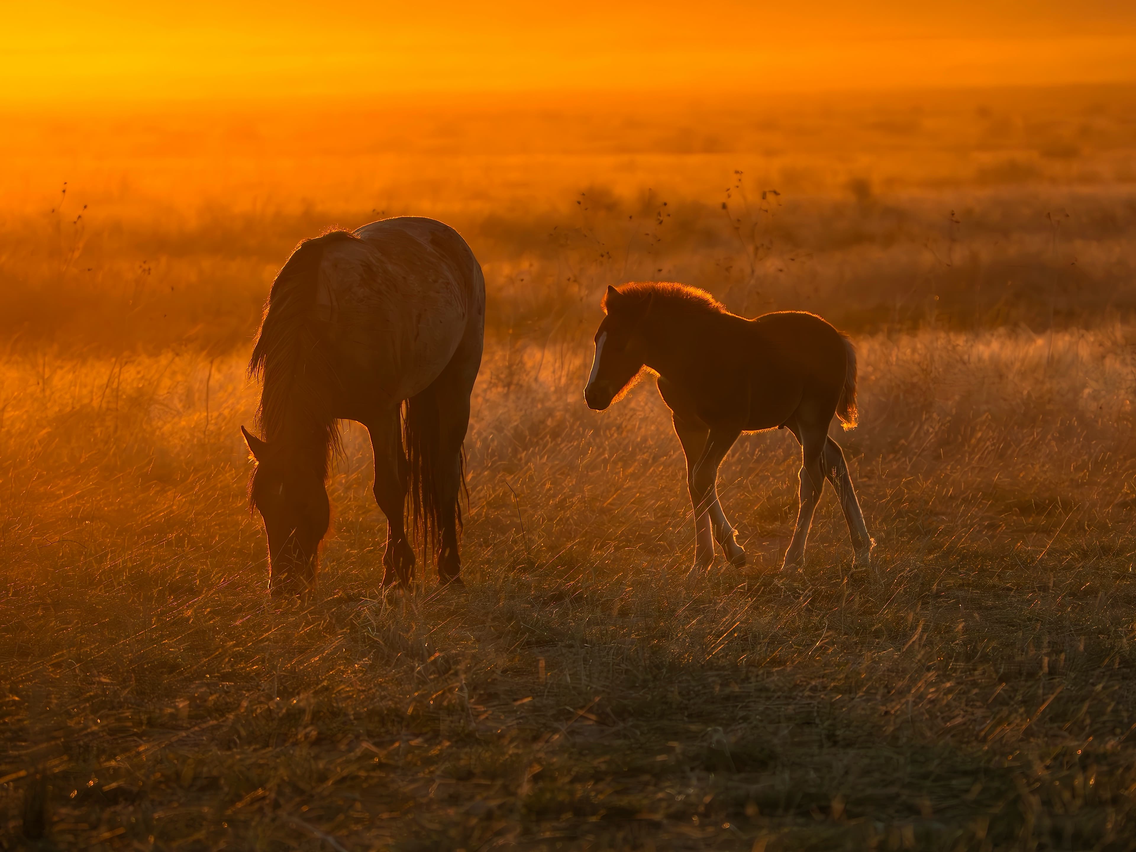 Wild mustang mare and foal silhouetted in warm amber sunset light on the Utah range