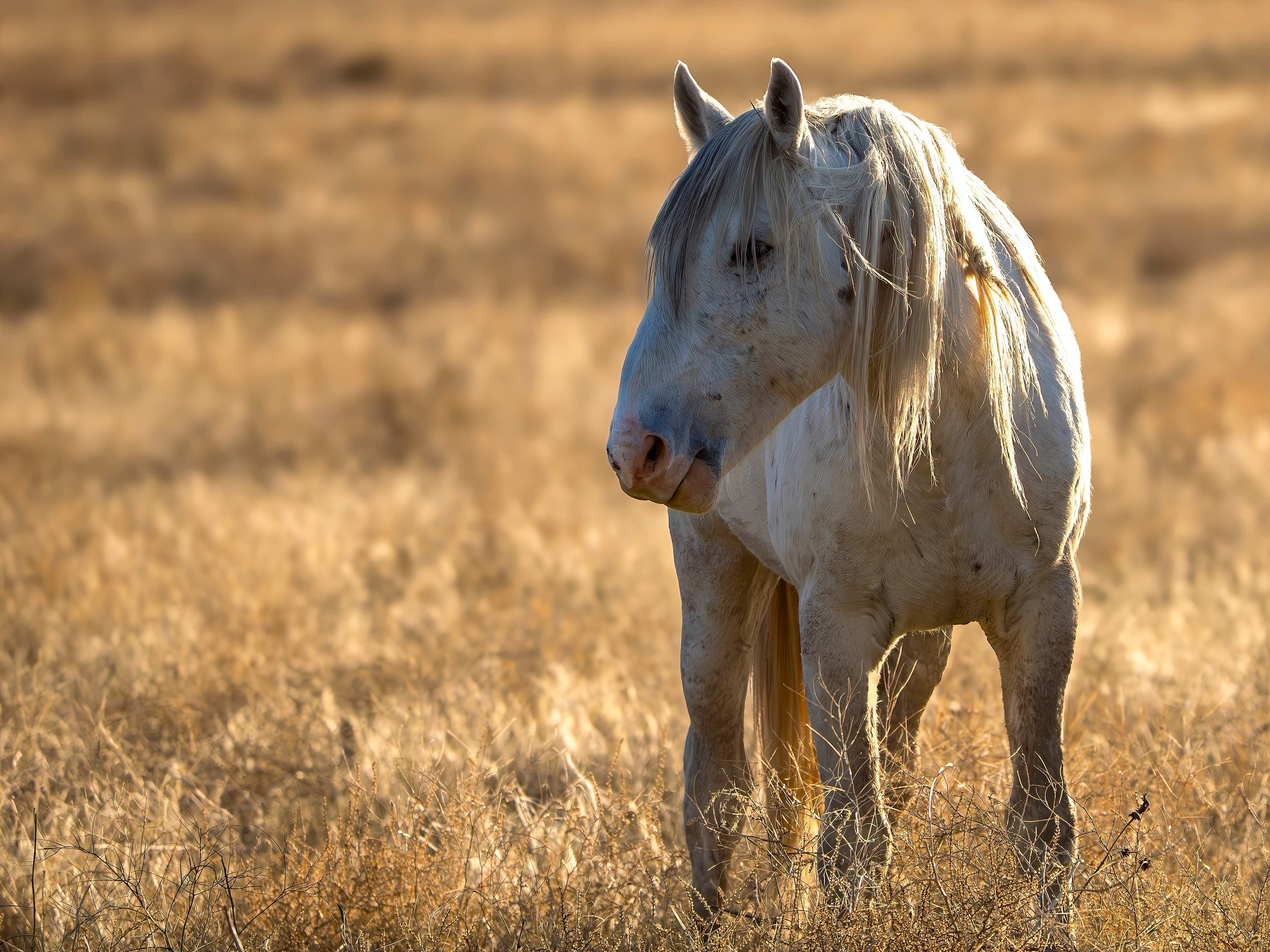 White wild mustang standing in golden grass backlit by setting sun with windblown mane