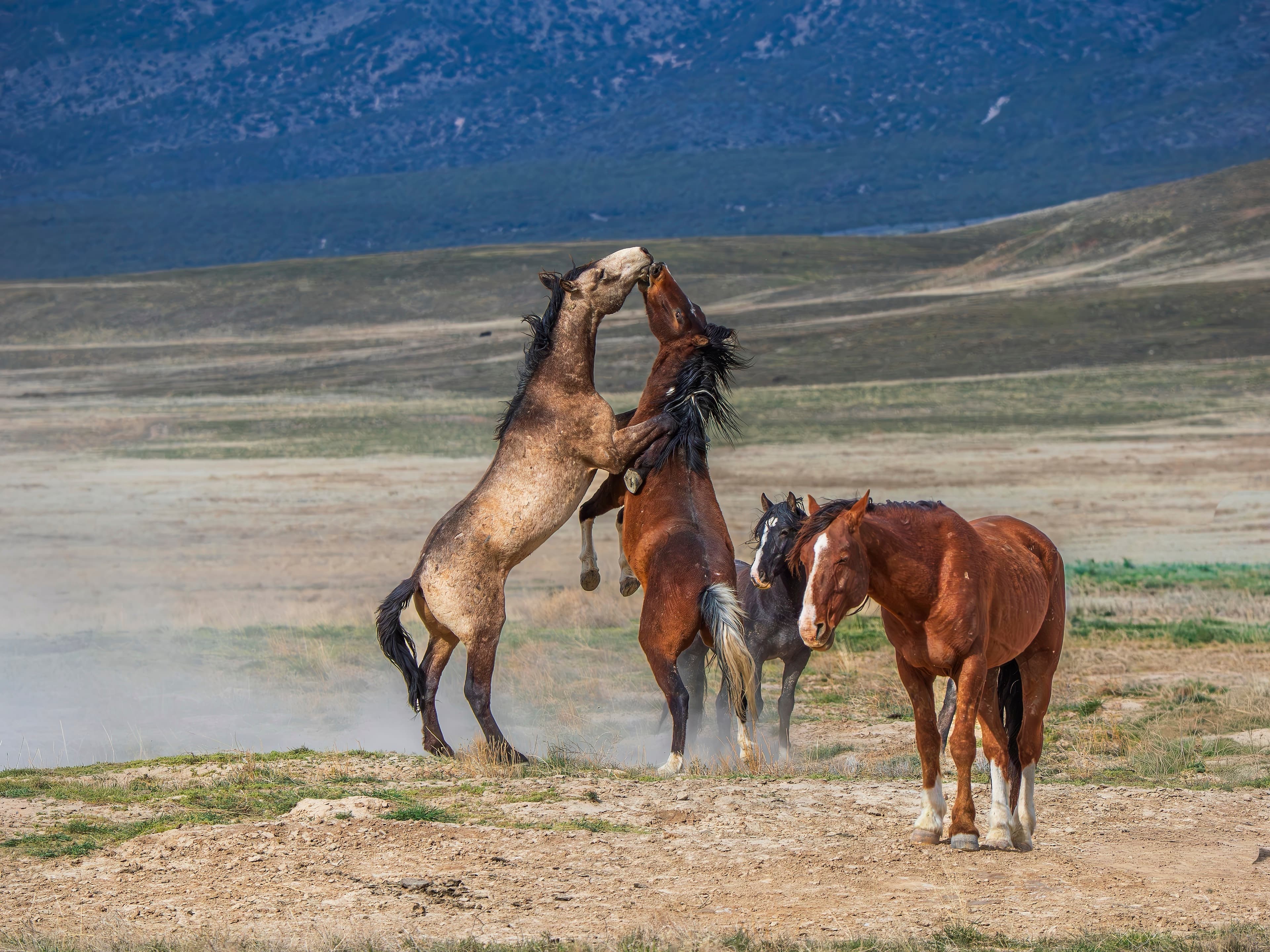 Two wild stallions rearing and sparring while a mare watches on a dusty Utah mountainside