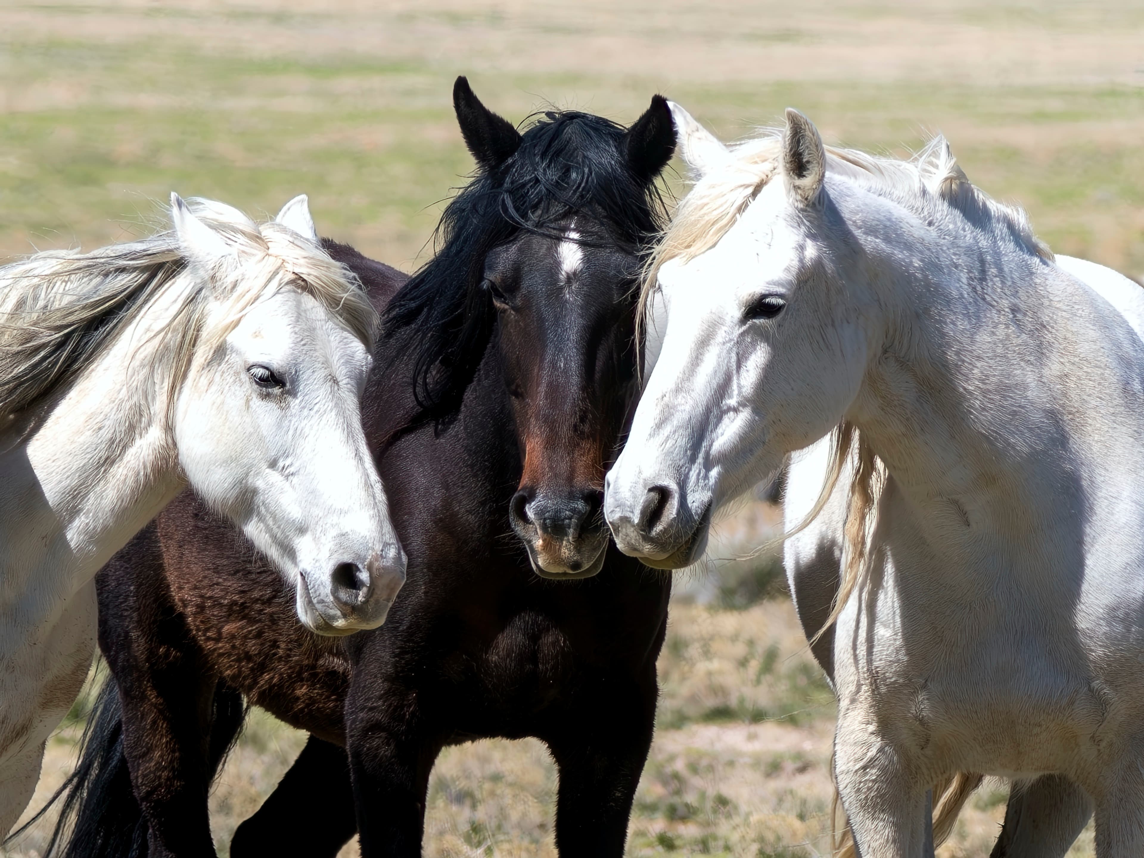 Three wild mares — two white and one dark brown — pressing their heads together on the open range