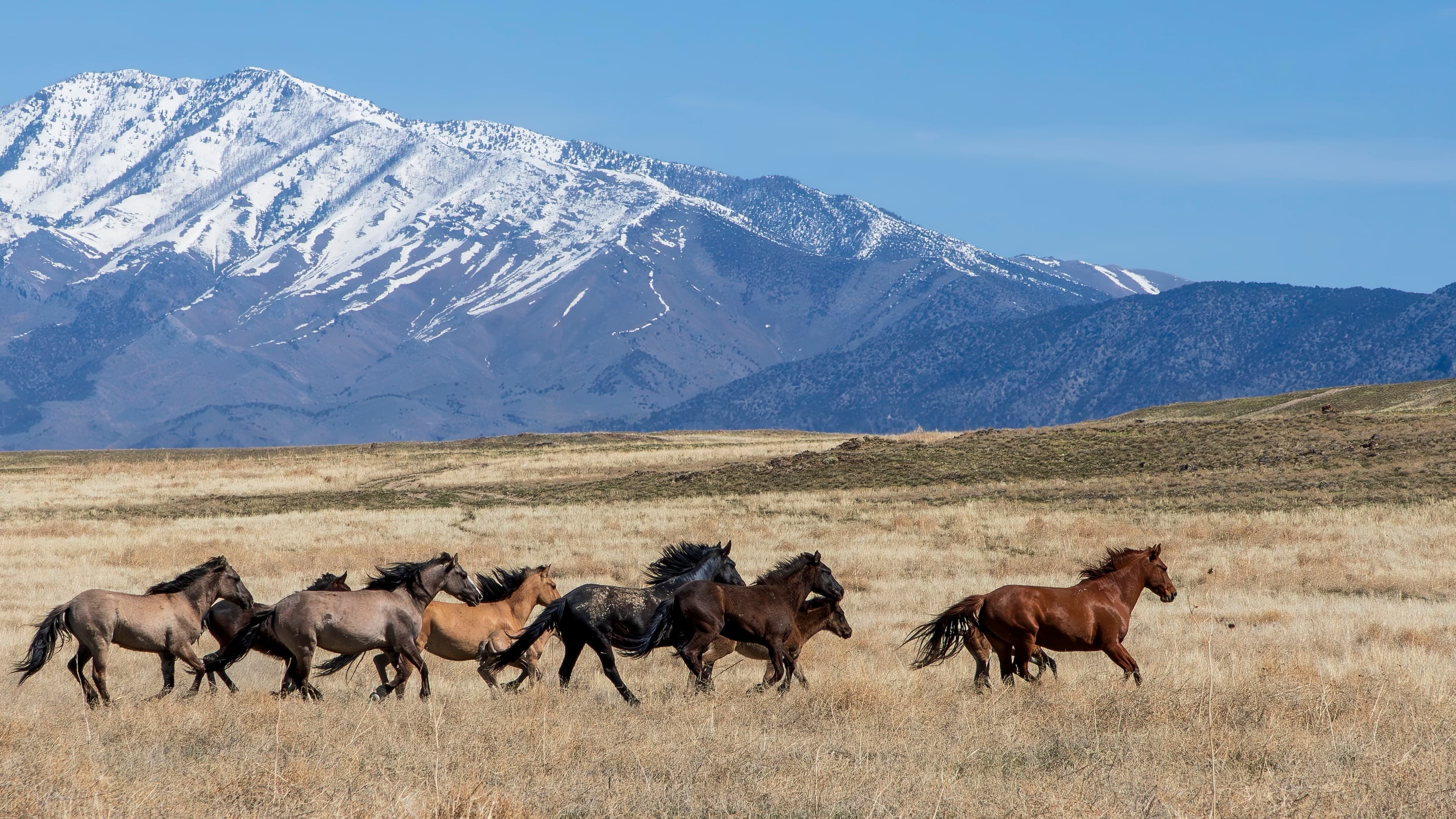 Band of wild mustangs galloping across open range with snow-capped mountains in the background