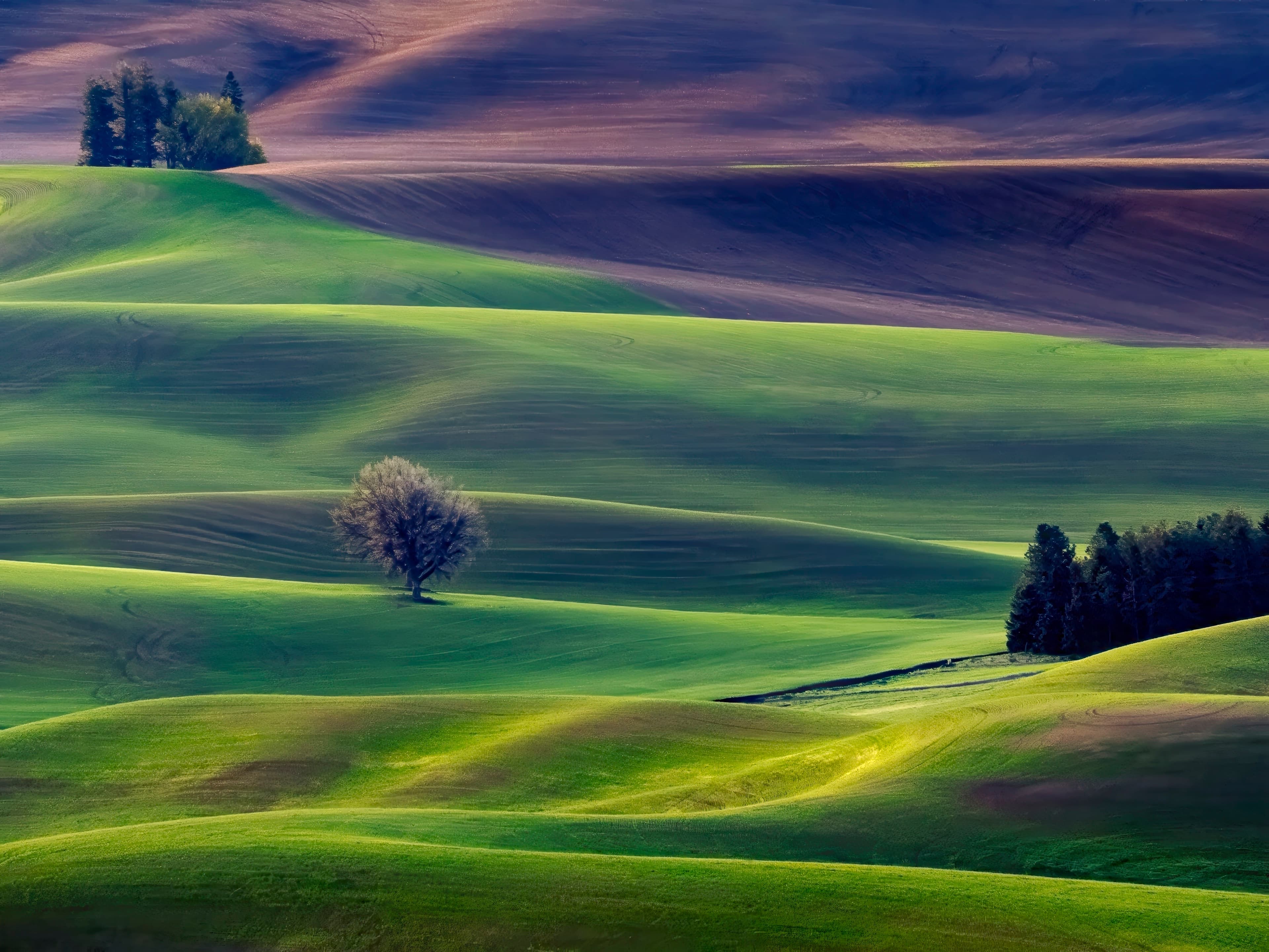 Two trees so close they appear as one on rolling green Palouse hills with raking sidelight casting purple shadows